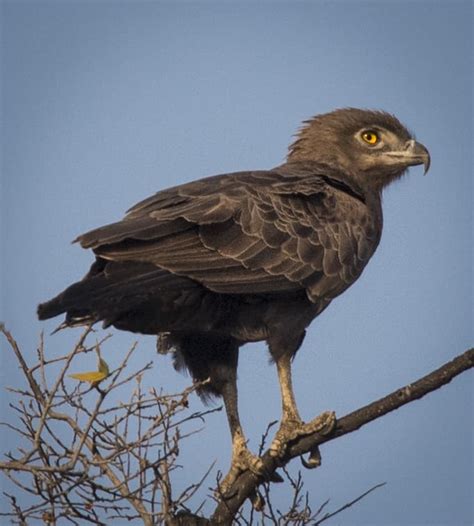 Brown Snake Eagle | African Birds | Botswana