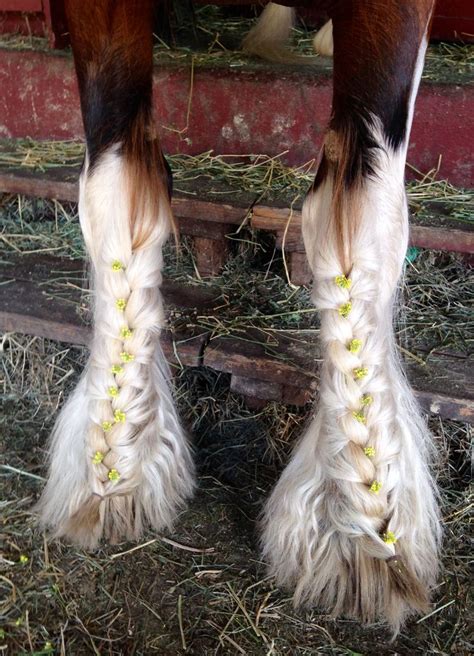 Pin by Lau Cote on Amazing Equine Braids | Horse braiding, Horse mane ...