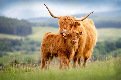 Breeders Clubs — Highland Cattle Society