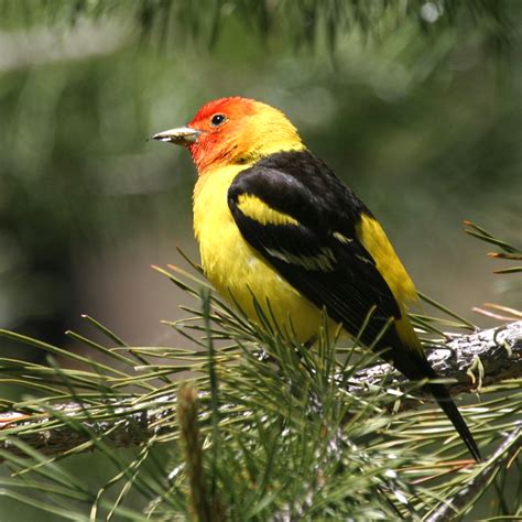 Birds: Western Tanager