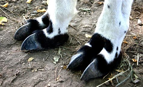 Hooves (Mountain Goat) | Mountain goat, Goats, Animals