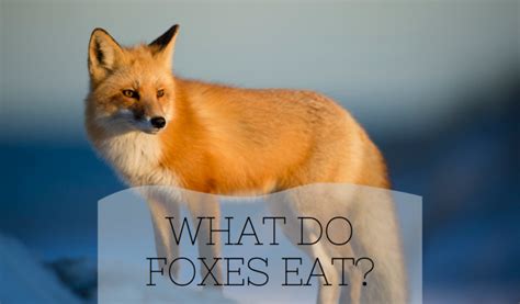 What Do Foxes Eat? - Science Trends