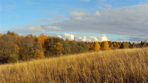 Autumn Forest Meadow Wallpapers - Wallpaper Cave