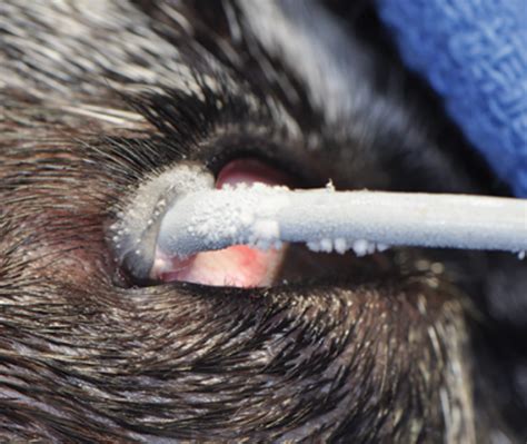 Distichiasis in Dogs – A Hairy Eyelid Problem!