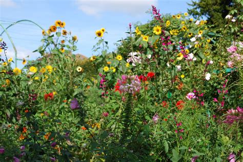 Summer Flower: Summer Flowers For Garden