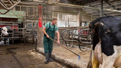 Dairy Farmers in the Netherlands Are Up in Arms Over Emission Cuts - The New York Times