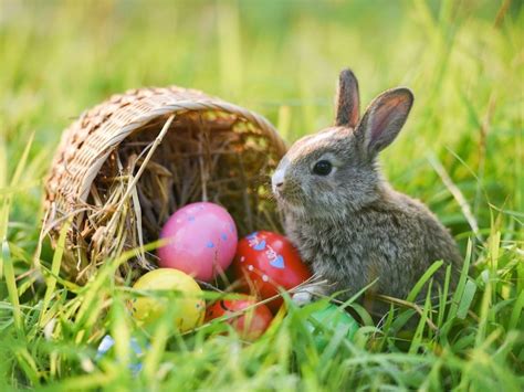 Easter Events In Greater LA: Egg Hunts, Bunny Visits & More 2023 | Los Angeles, CA Patch