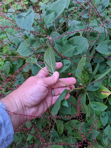 Persicaria virginiana 'Lance Corporal' Seeds - Saratoga Seed