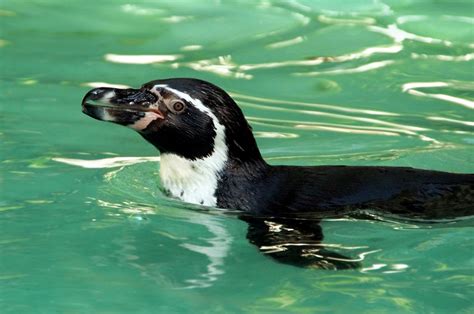 Penguin Water Diving Zoo Free Stock Photo - Public Domain Pictures