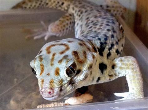 Frog-Eyed Gecko Care Sheet - Expert Tips from Reptile Centre