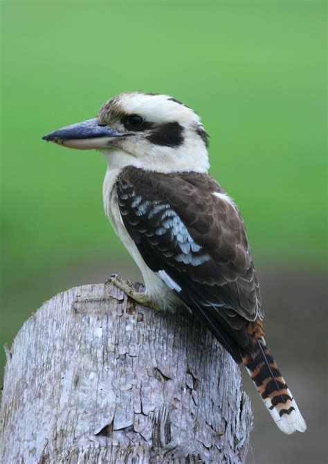 Laughing Kookaburra (Alfred Cove Nature Reserve - Perth) · NaturaLista ...