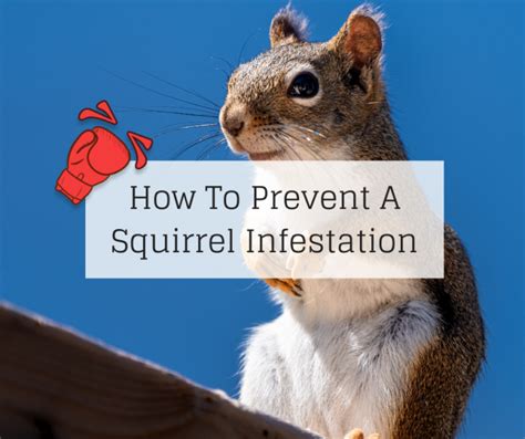 How To Prevent A Squirrel Infestation | Knockout Pest Control