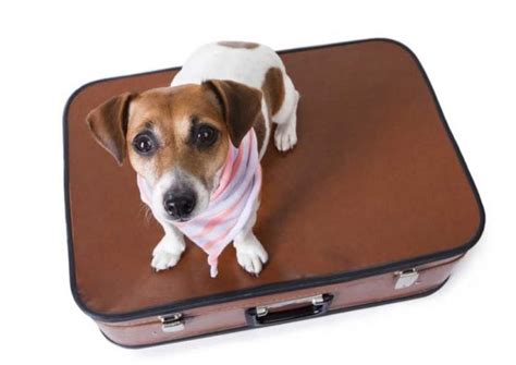 Pets on a Plane? Furs Things First - Tours.com