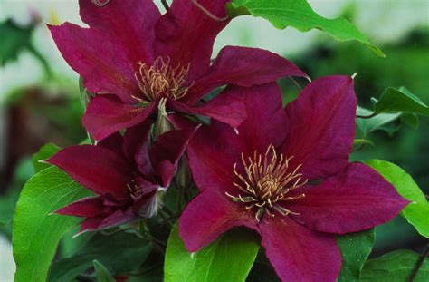 Picardy Tudor Patio Clematis - Plant Library - Pahl's Market - Apple Valley, MN