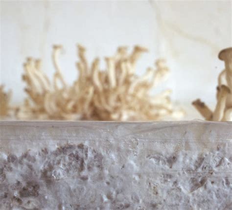 Mycelium insulation Archives - Critical Concrete