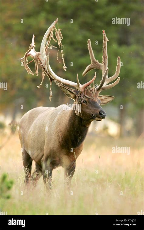 Bull elk shedding velvet off antlers in late summer Stock Photo ...