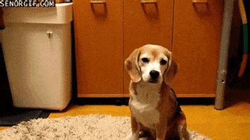 Dog Playing GIF by Cheezburger - Find & Share on GIPHY