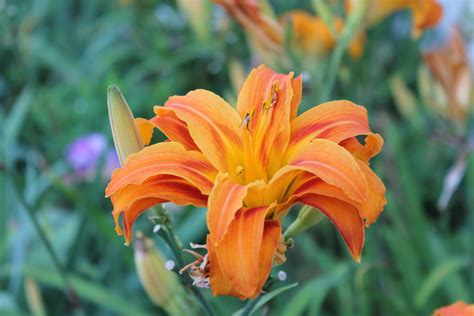 Double orange daylily | Day lilies, Flower garden, Gardening tips