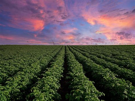 Soybean Field At Sunset Photograph by Mountain Dreams - Pixels