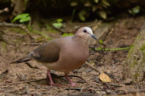 Paloma cabeza ploma (Avifauna de Boyacá) · iNaturalist