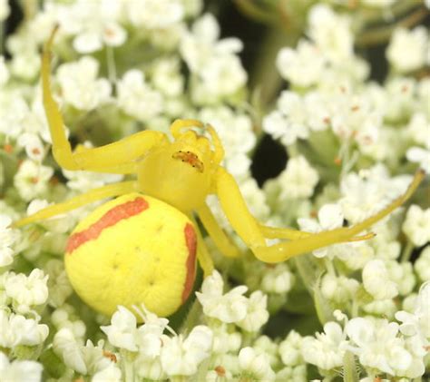 Yellow crab spider - BugGuide.Net