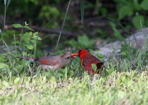 Male Cardinal feeding female 1 | S Wethington | Flickr