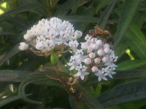 A. White Milkweed Seed – Florida Native Wildflowers