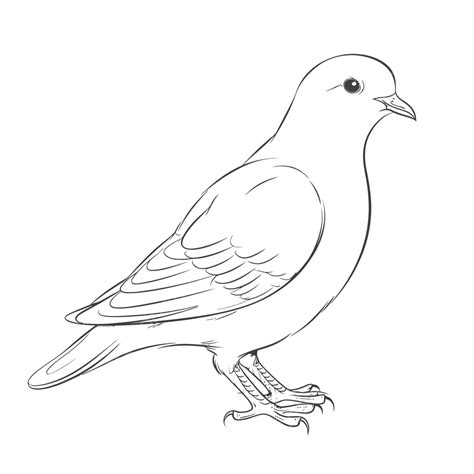 Dove Black And White Sketch Coloring Page Outline Drawing Vector ...