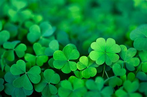 Shamrocks: A Symbol of Ireland – Irish Culture and Traditions