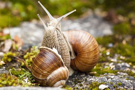 Free photo: Snail, Snails, Helix, Spiral - Free Image on Pixabay - 71447