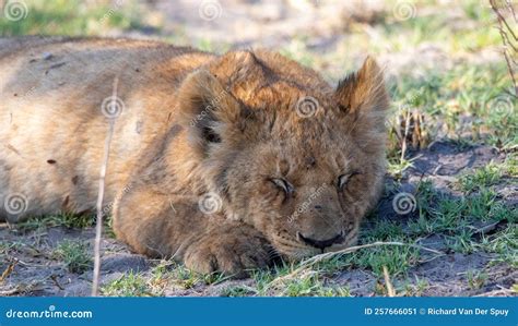 Let sleeping lion cubs lie stock image. Image of africa - 257666051