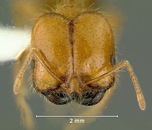 Solenopsis geminata - AntWiki