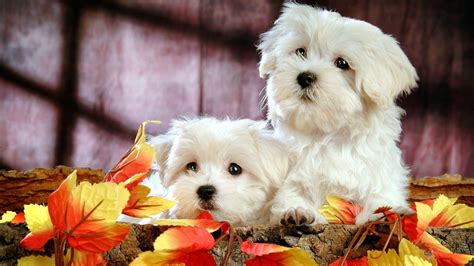 🔥 Download Cute Bichon Puppies HD Desktop Wallpaper by @caitlinjones | Cute Puppies Wallpapers ...