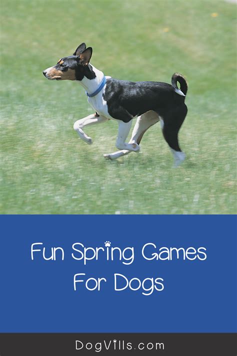 Five Cool Games You Can Teach Your Dog- DogVills in 2020 | Dogs, Dog behavior training, Puppy ...