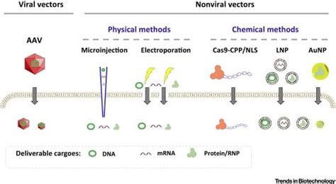 Delivery of CRISPR-Cas9: Cargo, Vehicles, Challenges, and More