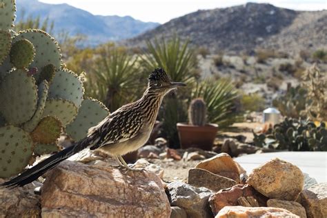 Desert Birds