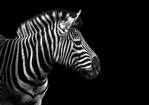 Zebra In Black And White Photograph by Malcolm Macgregor | Pixels