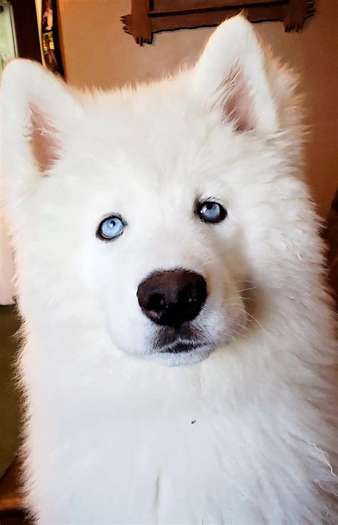 Meet Monroe Our New Wooly Siberian Husky Puppy! : r/dogpictures