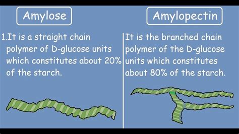 Starch Structure Amylose And Amylopectin