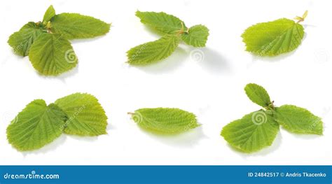 Hazelnut tree leaves stock image. Image of plant, branch - 24842517