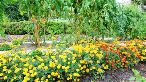 Benefits Of Growing Marigolds