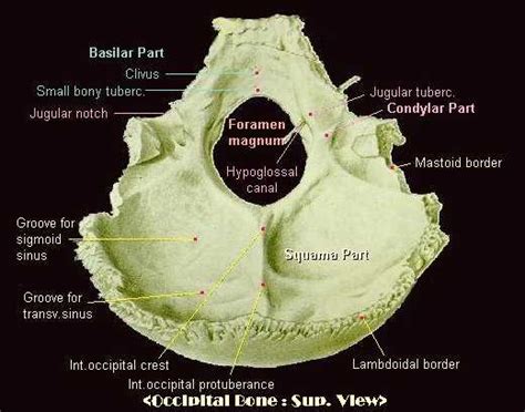 Occipital Bone Hypoglossal Canal