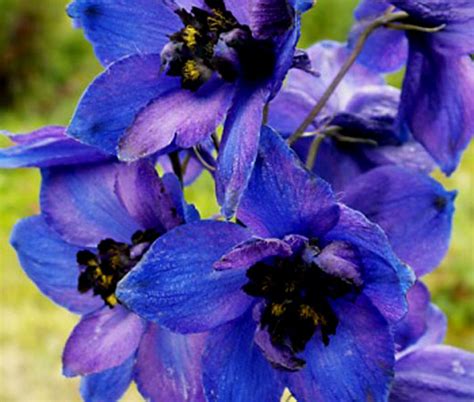 Delphinium Black Knight Seeds - Delphinium Cultorum