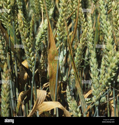 Puccinia wheat hi-res stock photography and images - Alamy