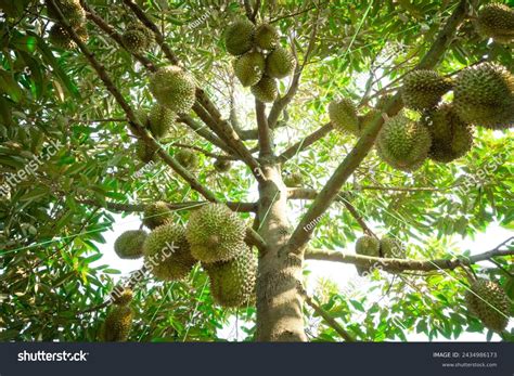 Durian Tree Royalty-Free Images, Stock Photos & Pictures | Shutterstock