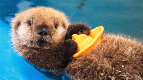 Otterly Adorable! Sea otter Pup Making A New Life In Chicago After Alaskan Rescue | Geelong ...