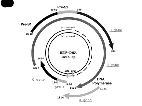 Figure 1 Hepatitis B virus and its sexually transmitted infection