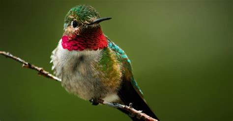 Discover When Hummingbirds Leave Alabama - A-Z Animals