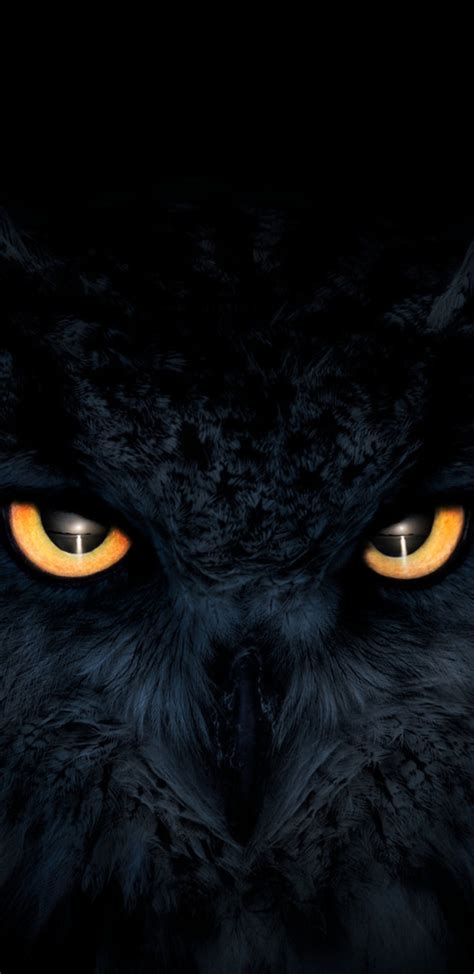 1440x2960 Owl Dark Glowing Eyes Samsung Galaxy Note 9,8, S9,S8,S8+ QHD ,HD 4k Wallpapers,Images ...