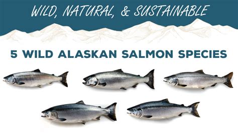 The Five Wild Alaskan Salmon Species – Wild For Salmon